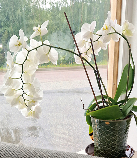 Gr&ouml;n Signe Persson-Melinkruka fr&aring;n Nittsj&ouml; keramik med vit orkide i butiken i &Ouml;rsb&auml;ck.