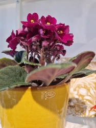 Nittsj� Keramik - Blomkruka B2 Lejongul 11 cm