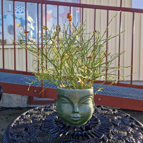Miljgrden - Pot Greenish Ansiktskruka 15 cm