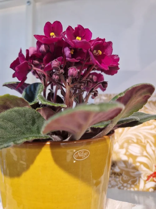 Nittsj� Keramik - Blomkruka B2 Lejongul 11 cm